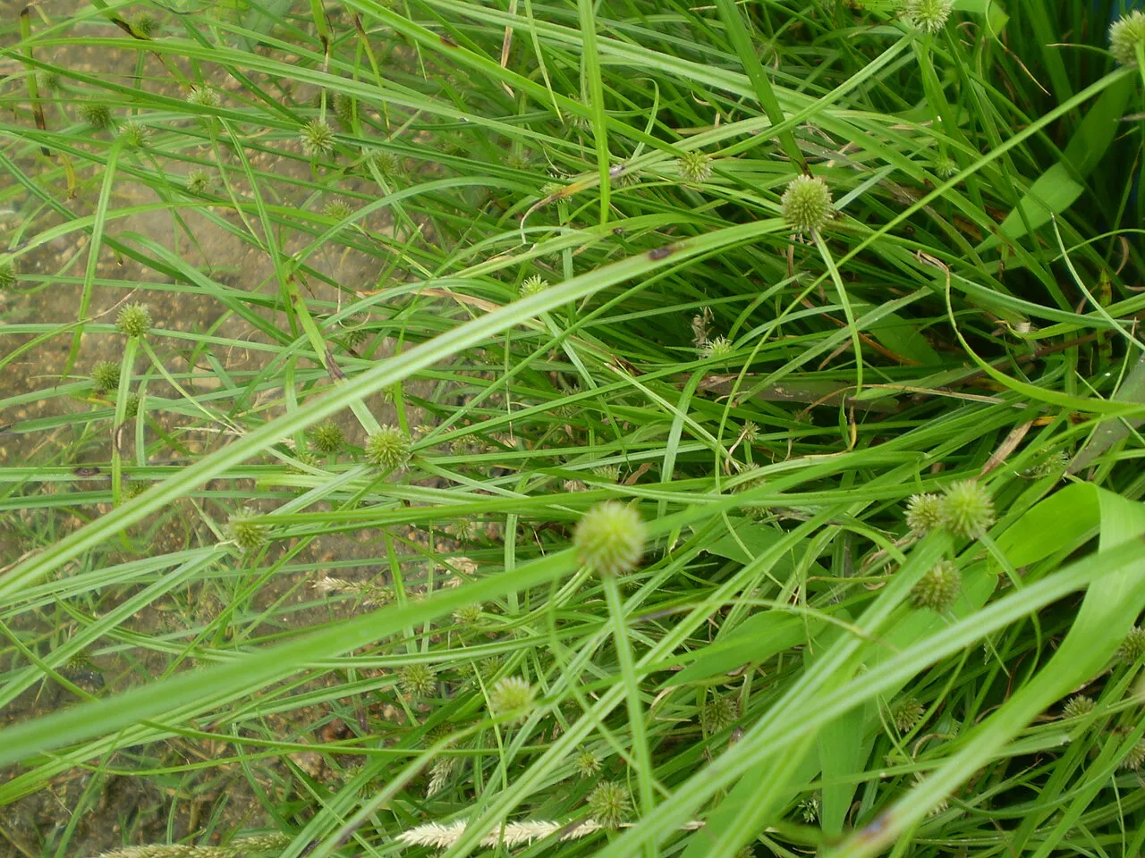 Shortleaf Spikesedge