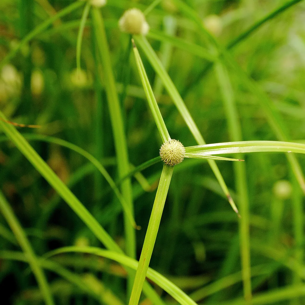 Pasture Spikesedge
