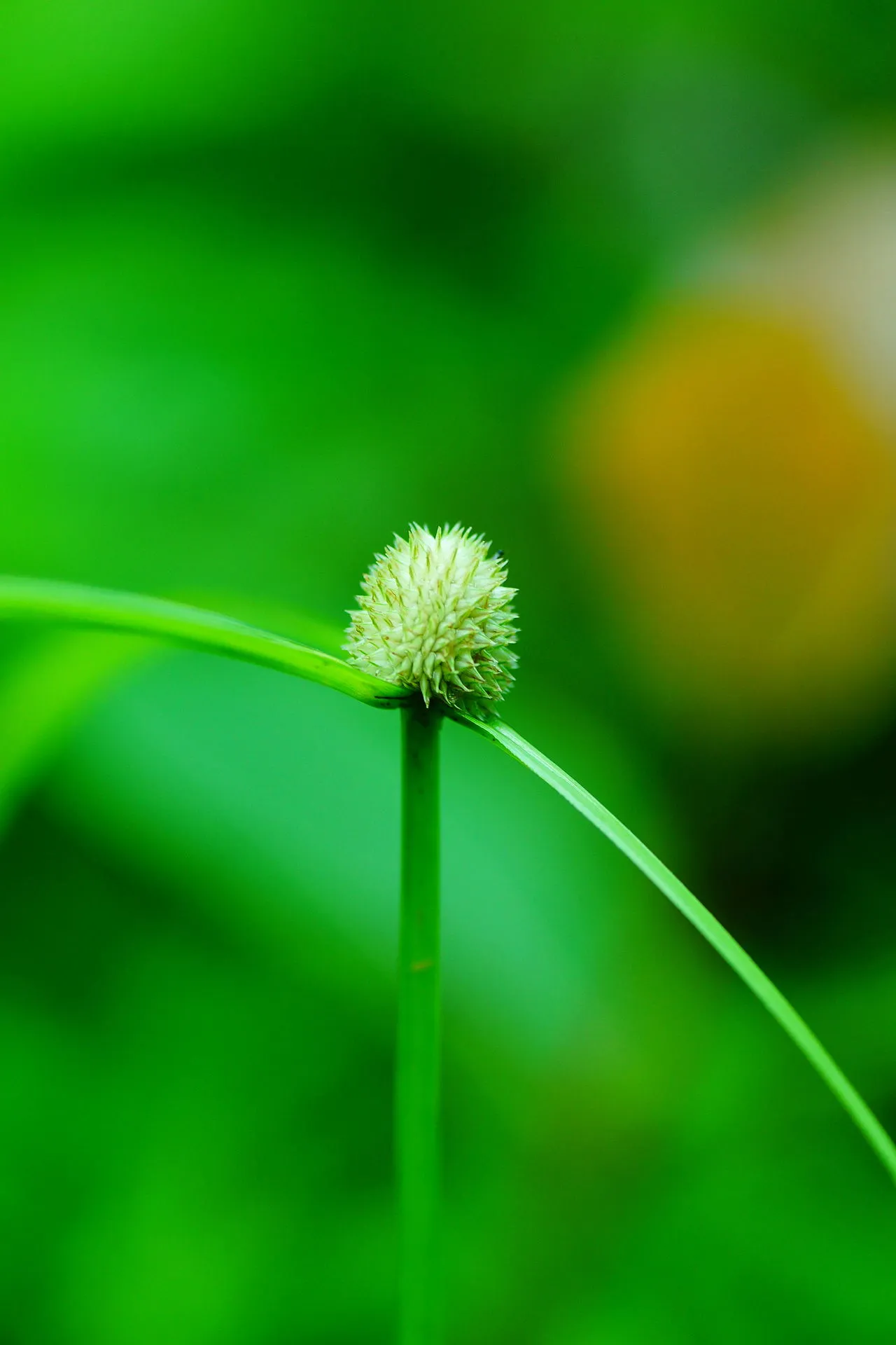 Whitehead Spikesedge