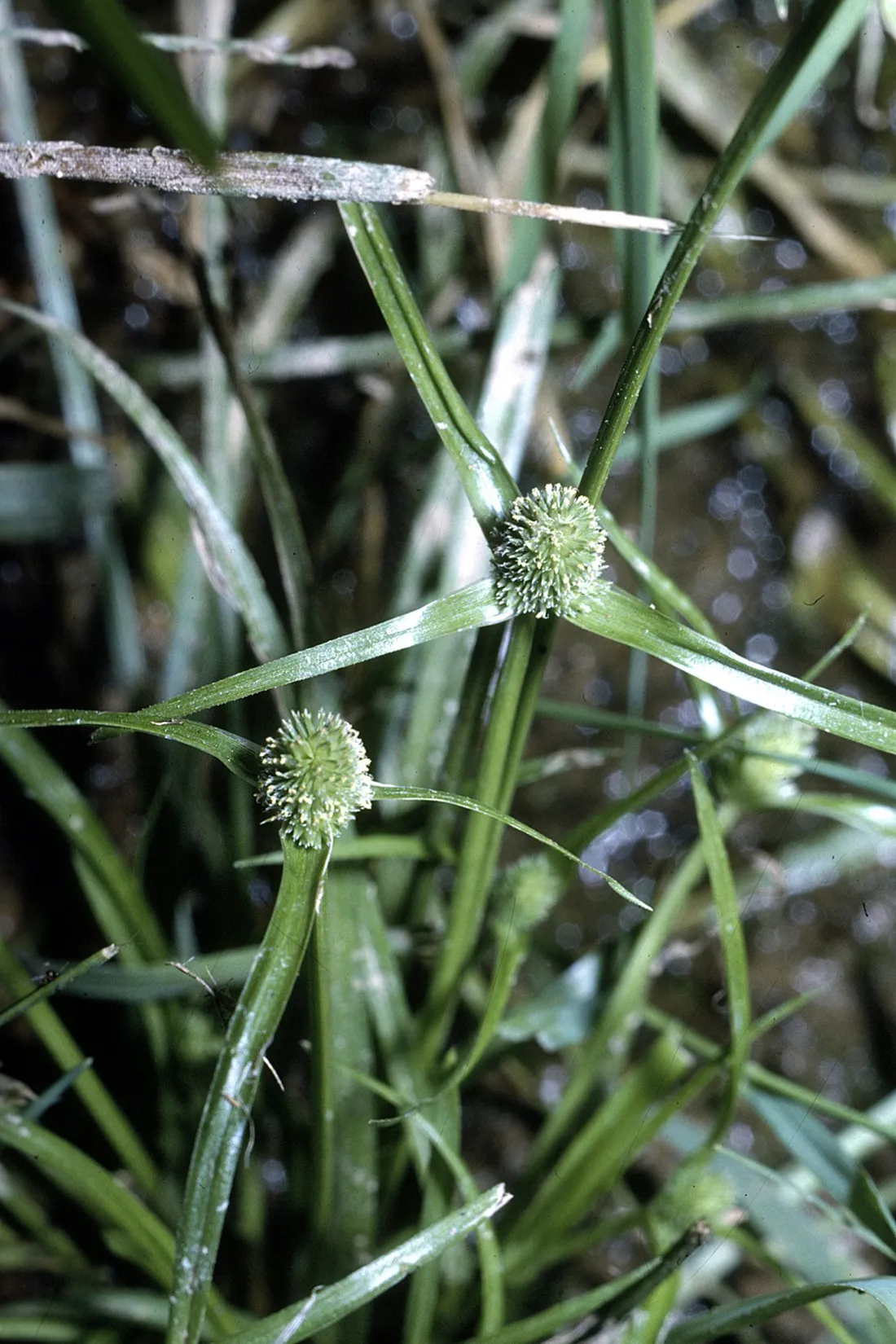 Low Spikesedge