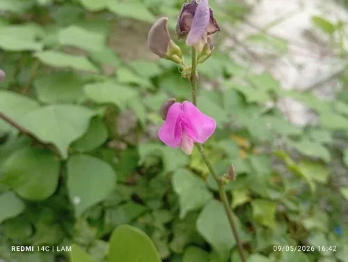 Hyacinthbean — photo by L.A.M.