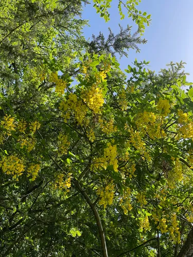 Golden Chain Tree