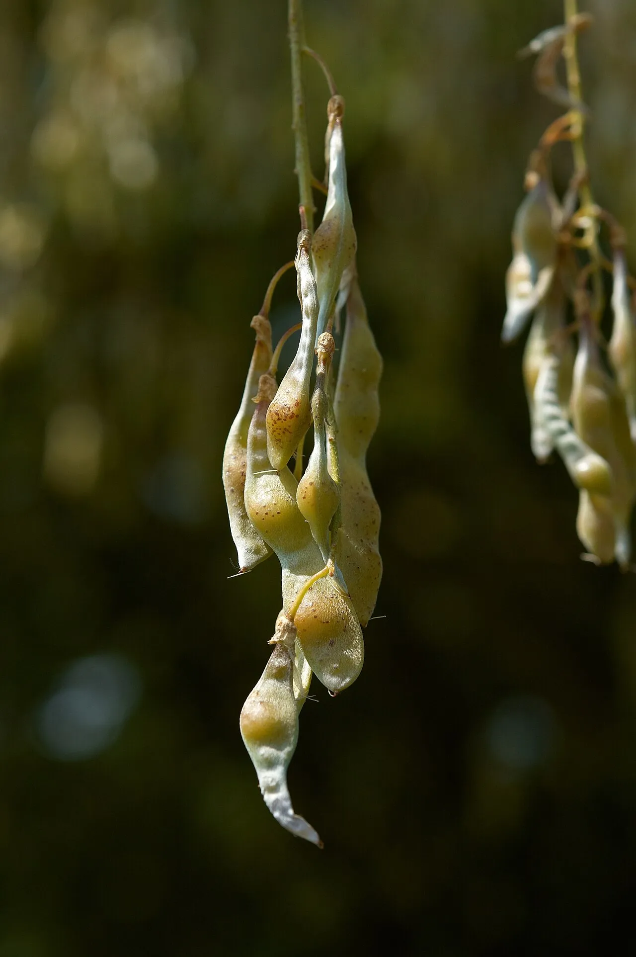 Golden Chain Tree — photo by Wouter Hagens