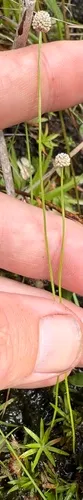 Pineland Bogbutton