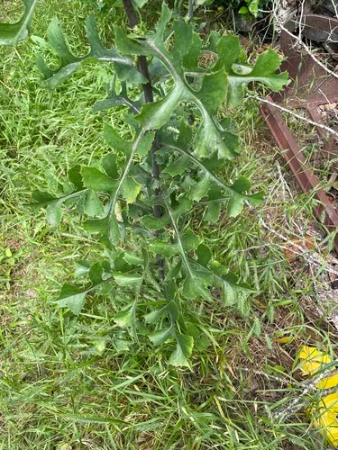 Biannual Lettuce