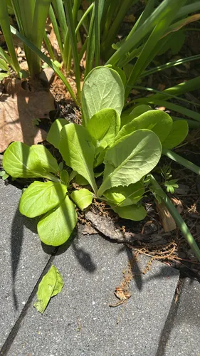 Garden Lettuce — photo by lmdavitt