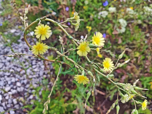 Prickly Lettuce — photo by Alexandra Vladimirova