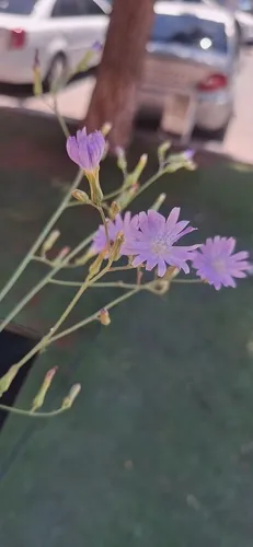 Blue Lettuce