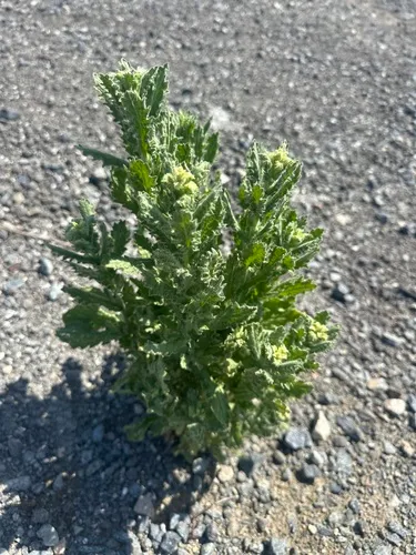 Coulter's Horseweed