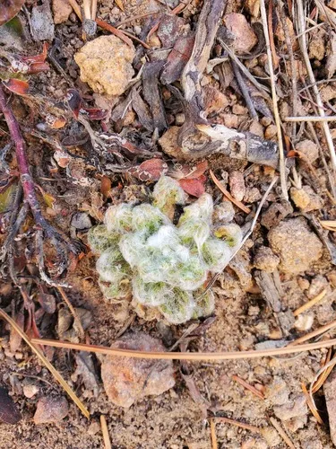 Pineland Horseweed