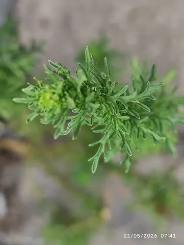 Leafy Horseweed