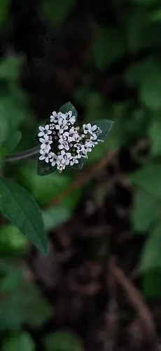 Silkleaf