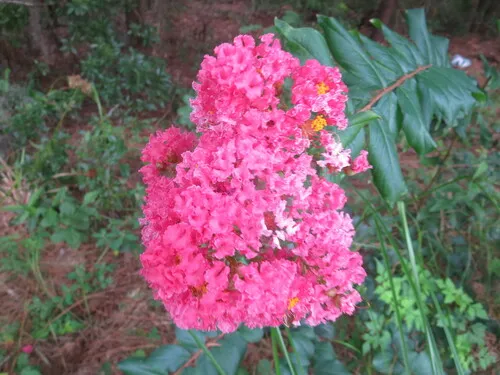 Crapemyrtle — photo by Nonbinary-Naturalist