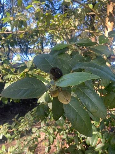 Cow Itch Tree — photo by grillanya