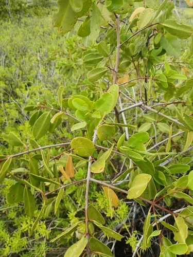 White Mangrove
