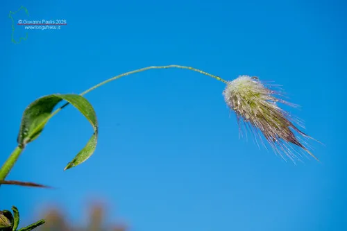 Harestail Grass — photo by Giovanni Paulis