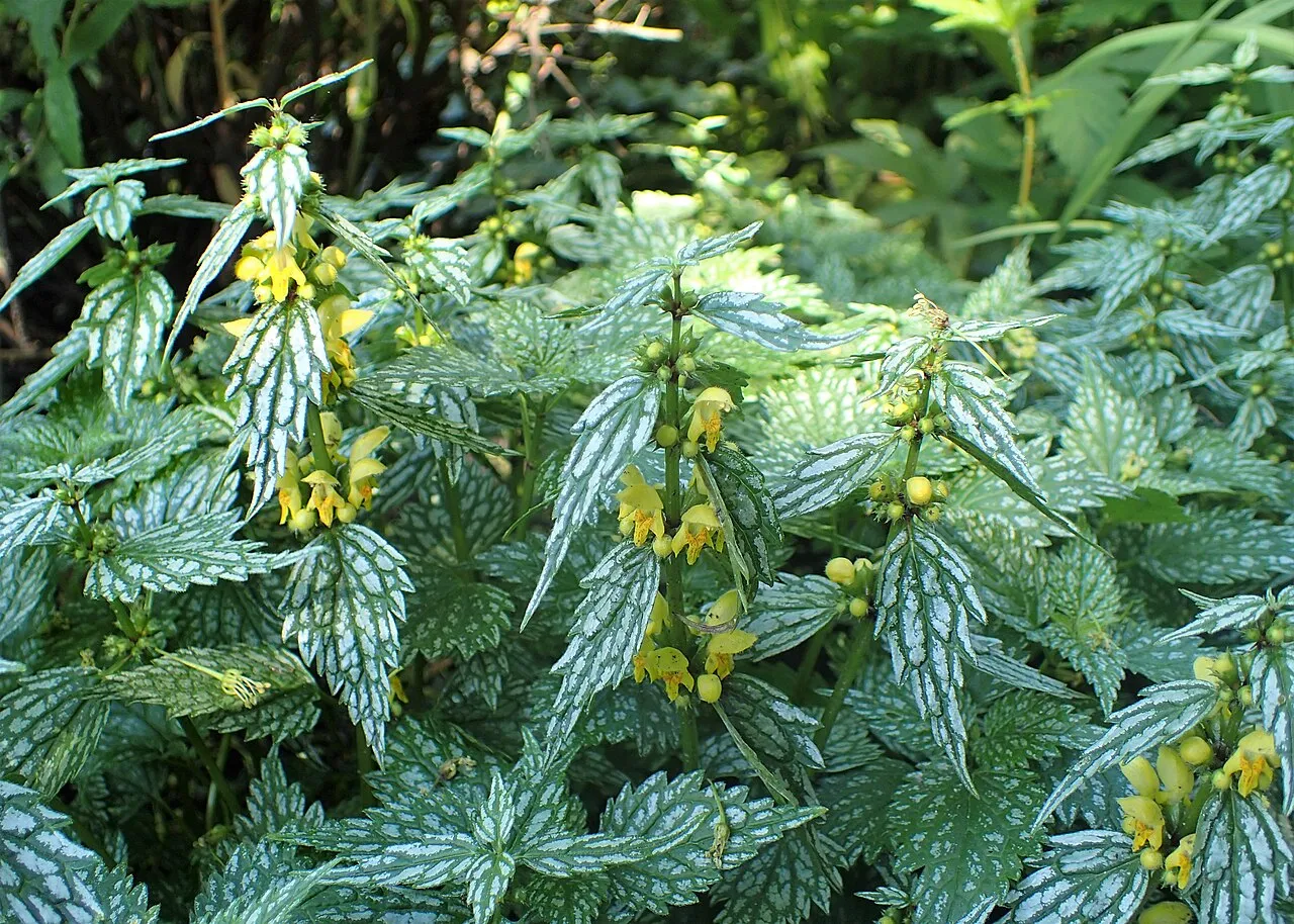 Yellow Archangel — photo by Krzysztof Ziarnek, Kenraiz