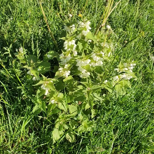 White Deadnettle