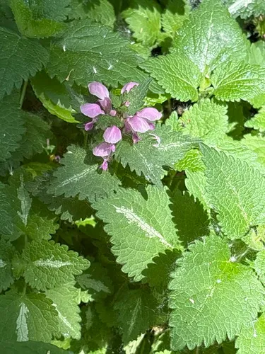 Spotted Henbit — photo by Bob