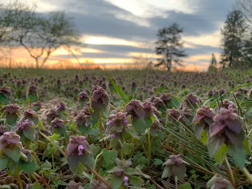 Purple Deadnettle