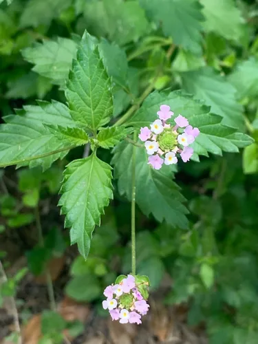 Brushland Shrubverbena