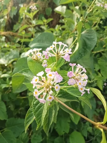 Lantana