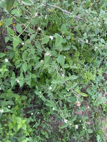Hammock Shrubverbena