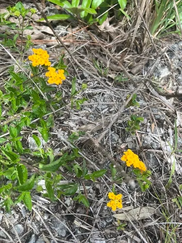Depressed Shrubverbena