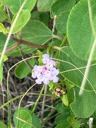 Buttonsage