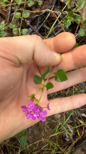 Trailing Shrubverbena — photo by Liam Hall