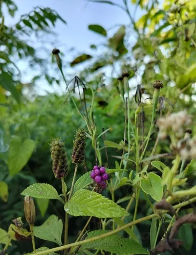 Threeleaf Shrubverbena — photo by Guisela Soleto