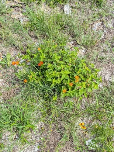 West Indian Shrubverbena — photo by Karen A Knight
