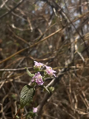 Velvet Shrubverbena — photo by Hugo Basurto