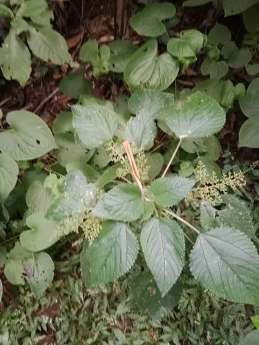 West Indian Woodnettle