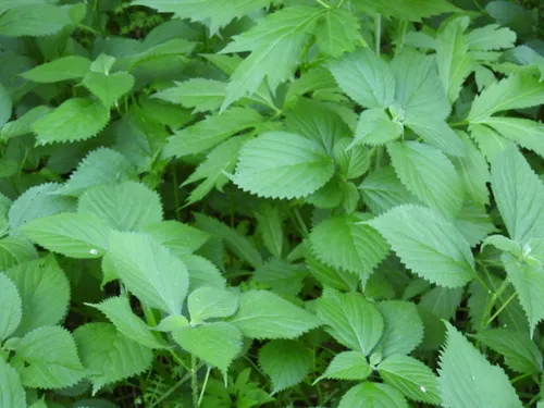 Canadian Woodnettle