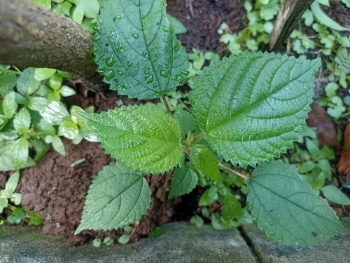 Hawai'i Woodnettle — photo by fitrotul laeliyah