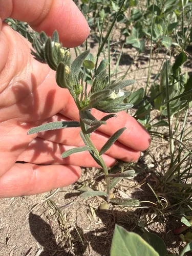 Flatspine Stickseed