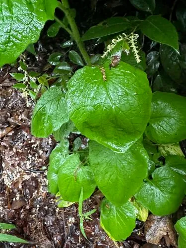 Common Nipplewort — photo by Janet Wright