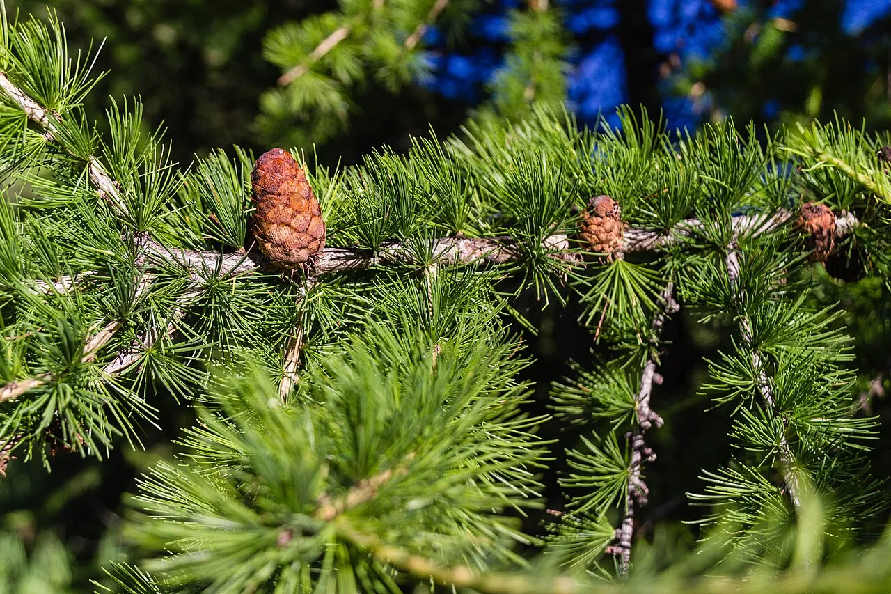 European Larch — photo by Fulvio Spada from Torino, Italy