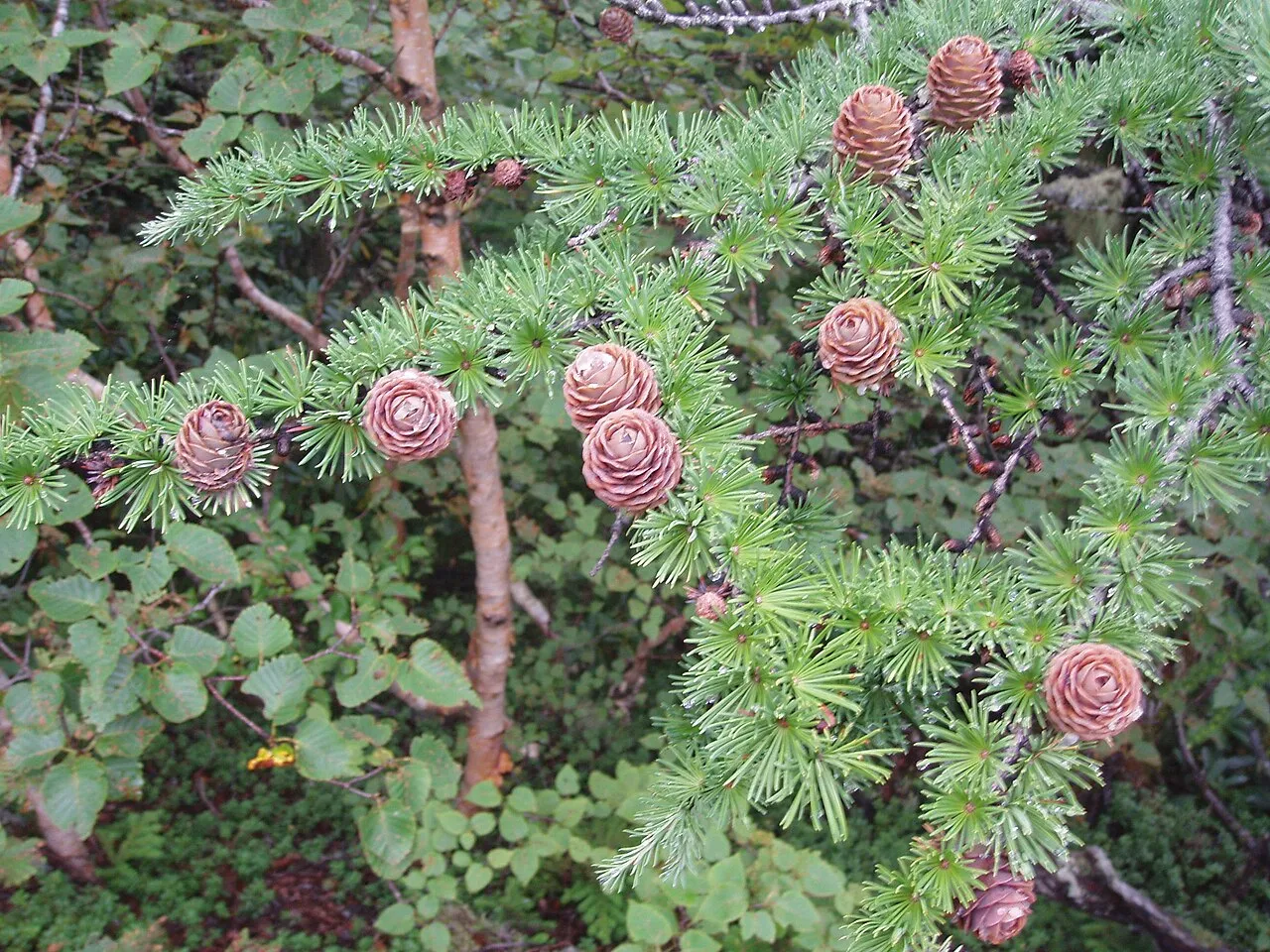 Japanese Larch