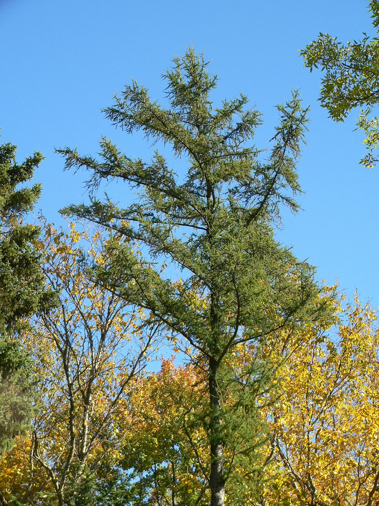 Tamarack