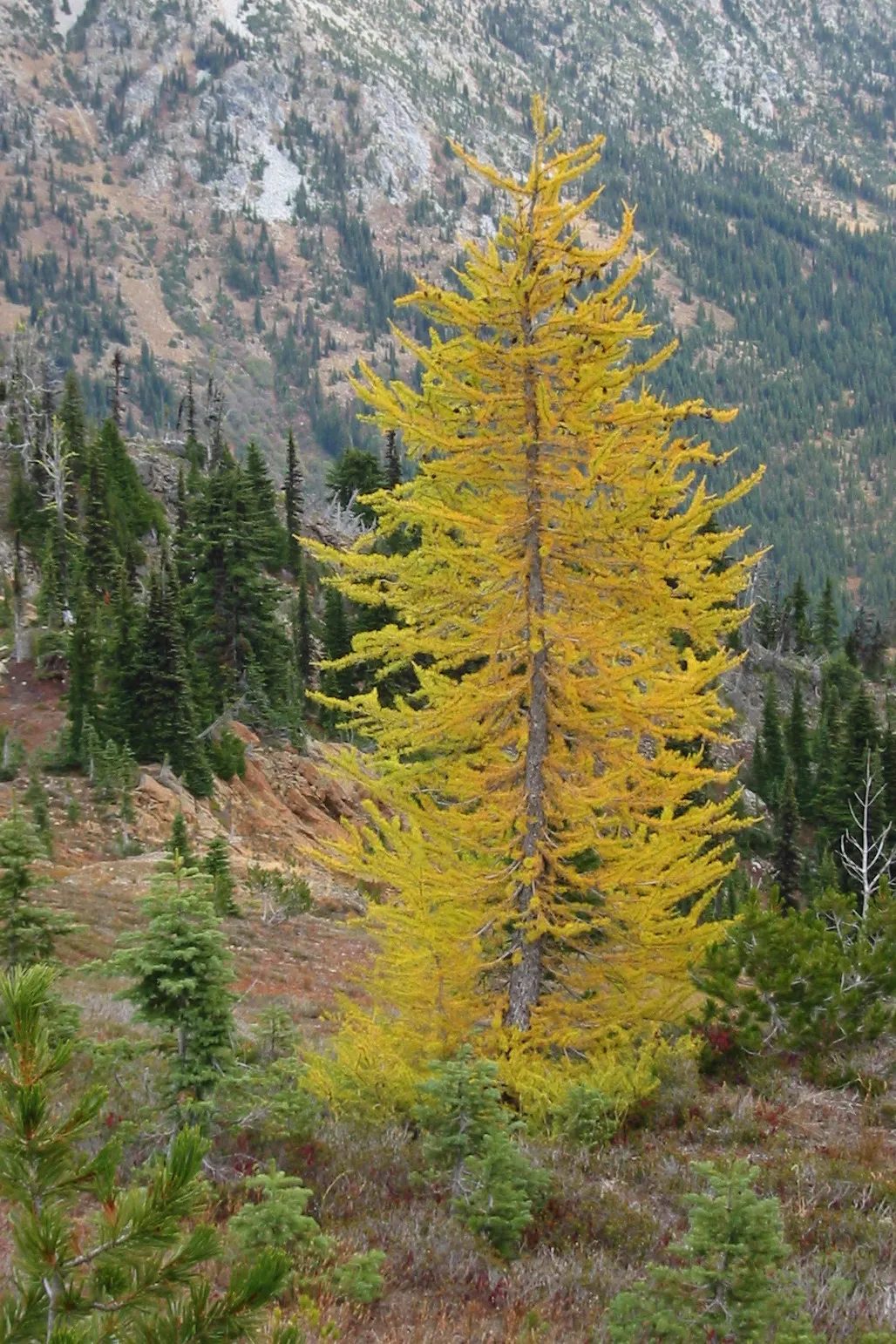 Subalpine Larch