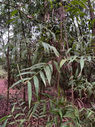 Smallcane — photo by Vitor C. Dias Gonçalves