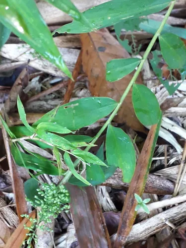Thicket Tribisee — photo by N.Bello