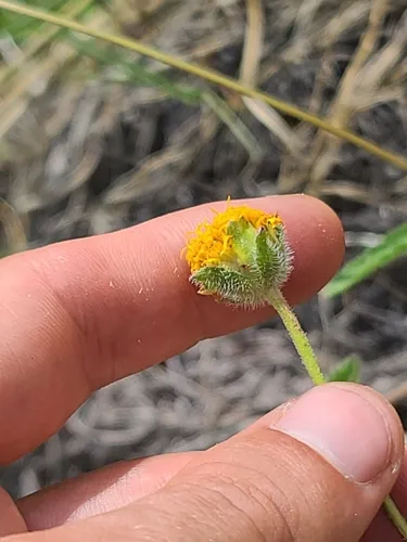San Pedro Daisy — photo by Daniel