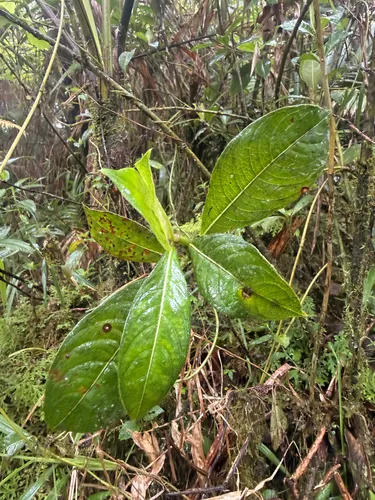 Mata De Peo — photo by Mario
