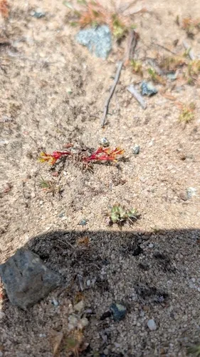 Leather Spineflower — photo by avery elizabeth