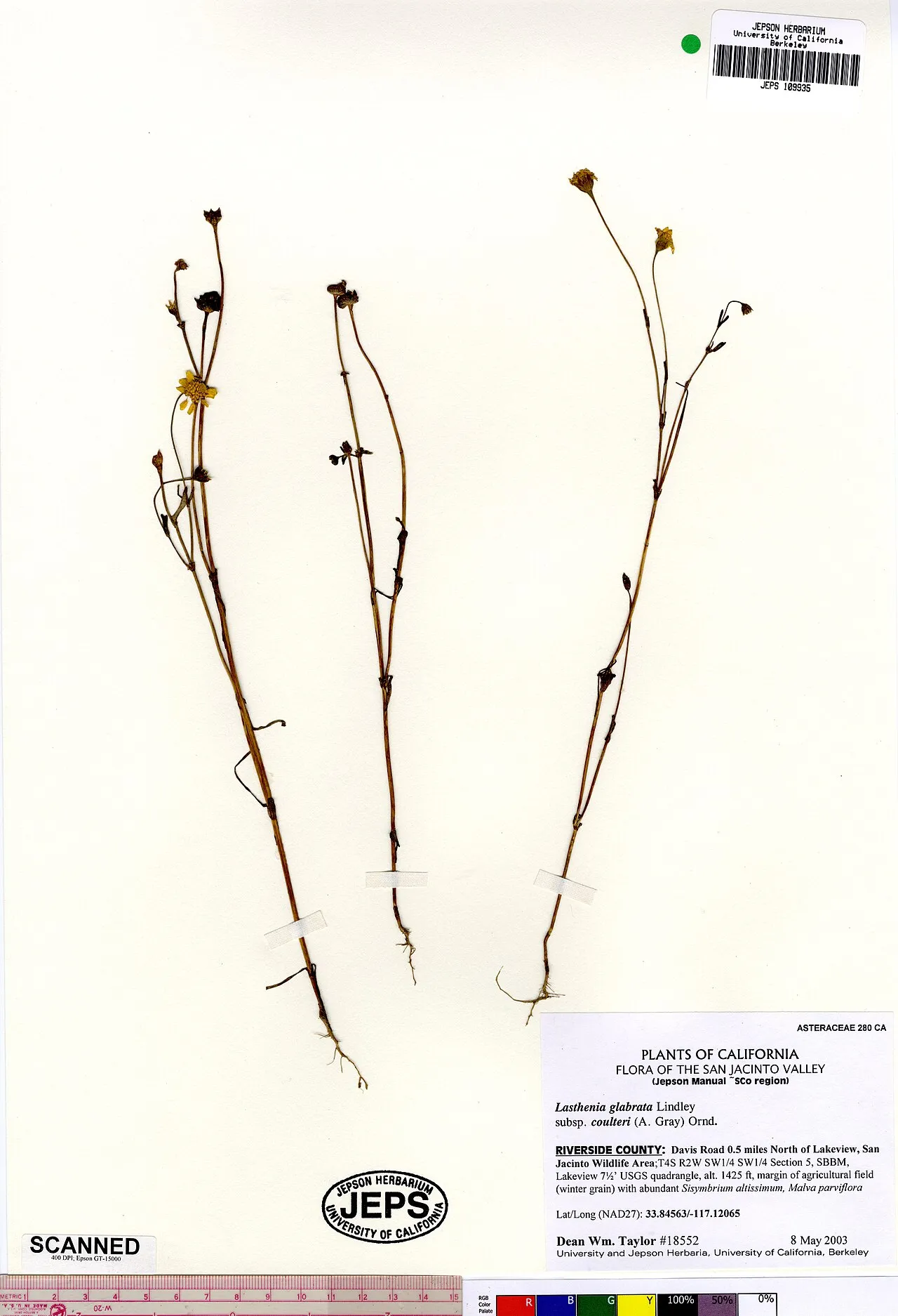 Coulter's Goldfields (subsp. coulteri) — photo by Dean Wm. Taylor