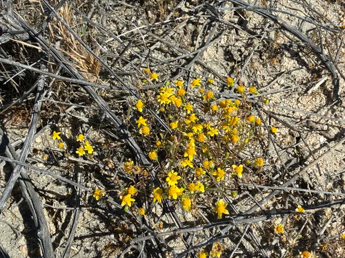 Needle Goldfields — photo by Grigory Heaton