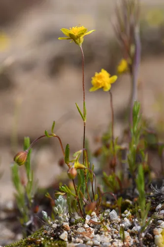 Salinas Valley Goldfields — photo by Trevor Van Loon